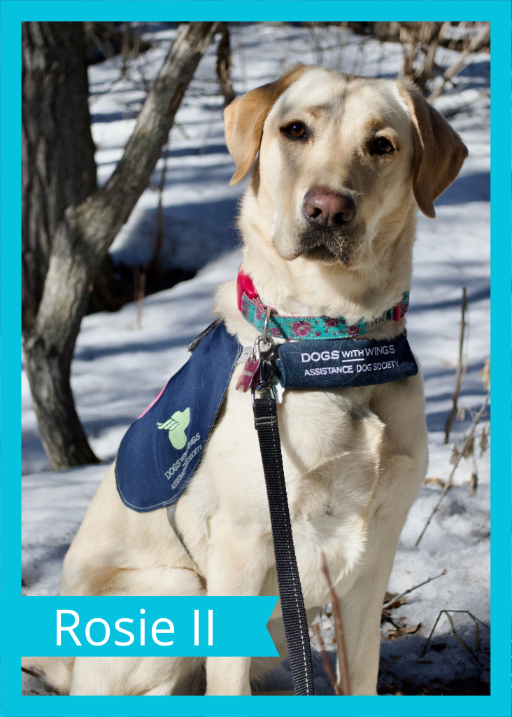 Rosie II — Dogs With Wings assistance dog in training