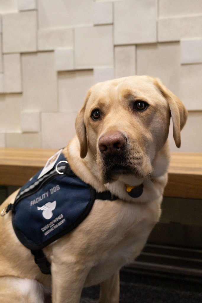 A yellow Labrador wearing a Dogs With Wings Facility Dog vest sits attentively, looking directly at the camera