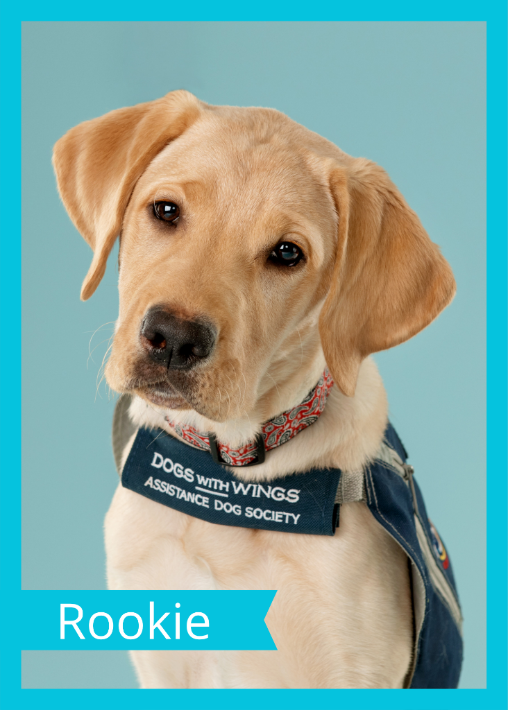 Rookie — Dogs With Wings assistance dog in training