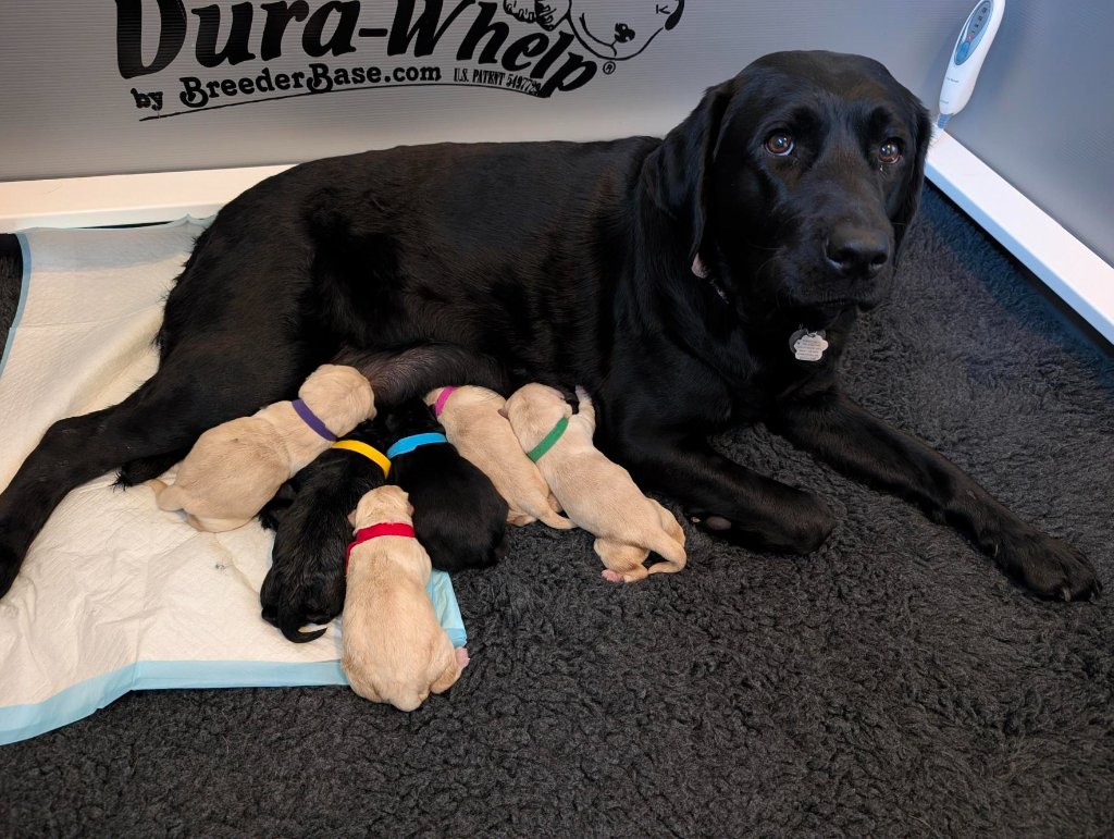 A litter of Dogs With Wings puppies exploring their whelping pen