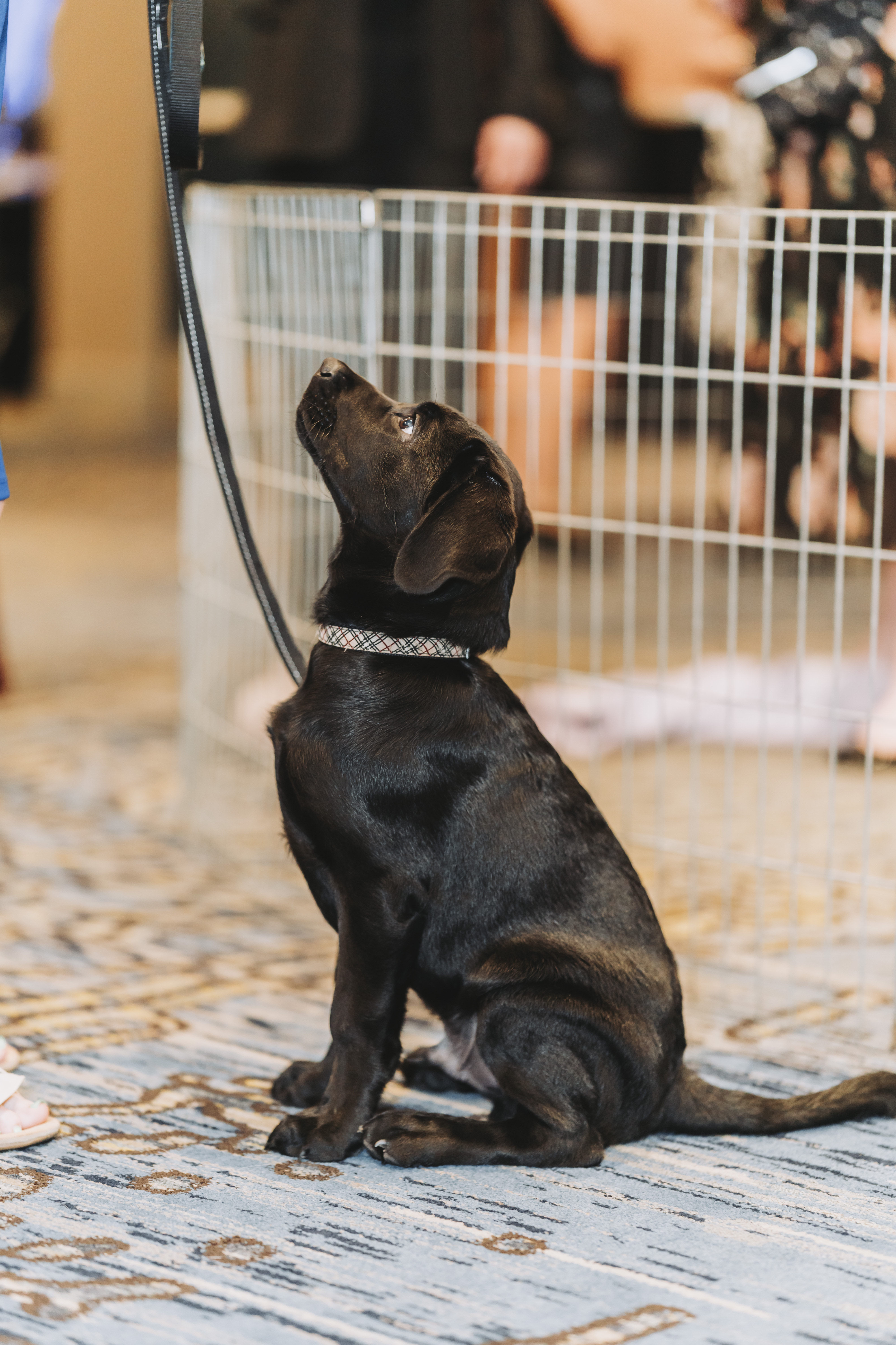 A black puppy sitting attentively inside the playpen