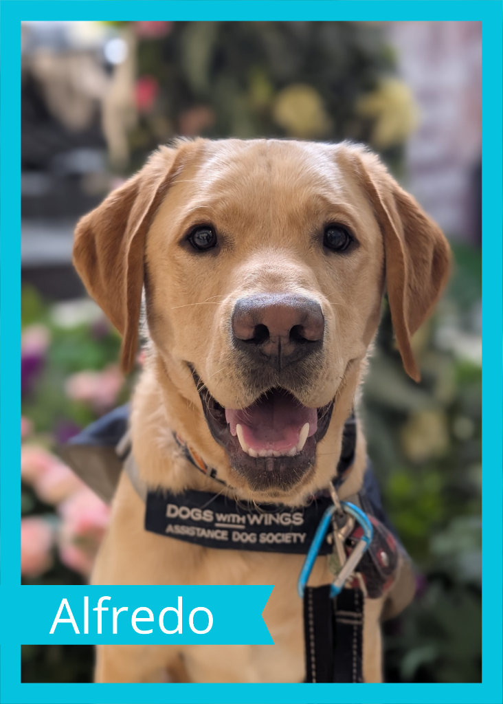 Alfredo — Dogs With Wings assistance dog in training