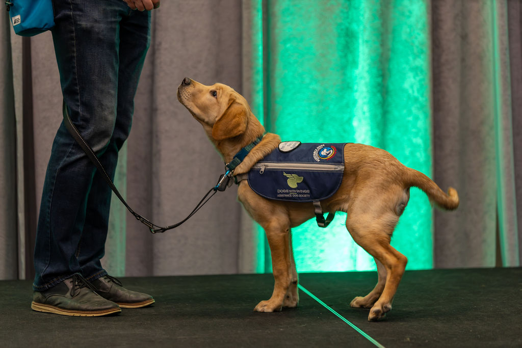 DWW assistance dog puppy on stage at Gala event
