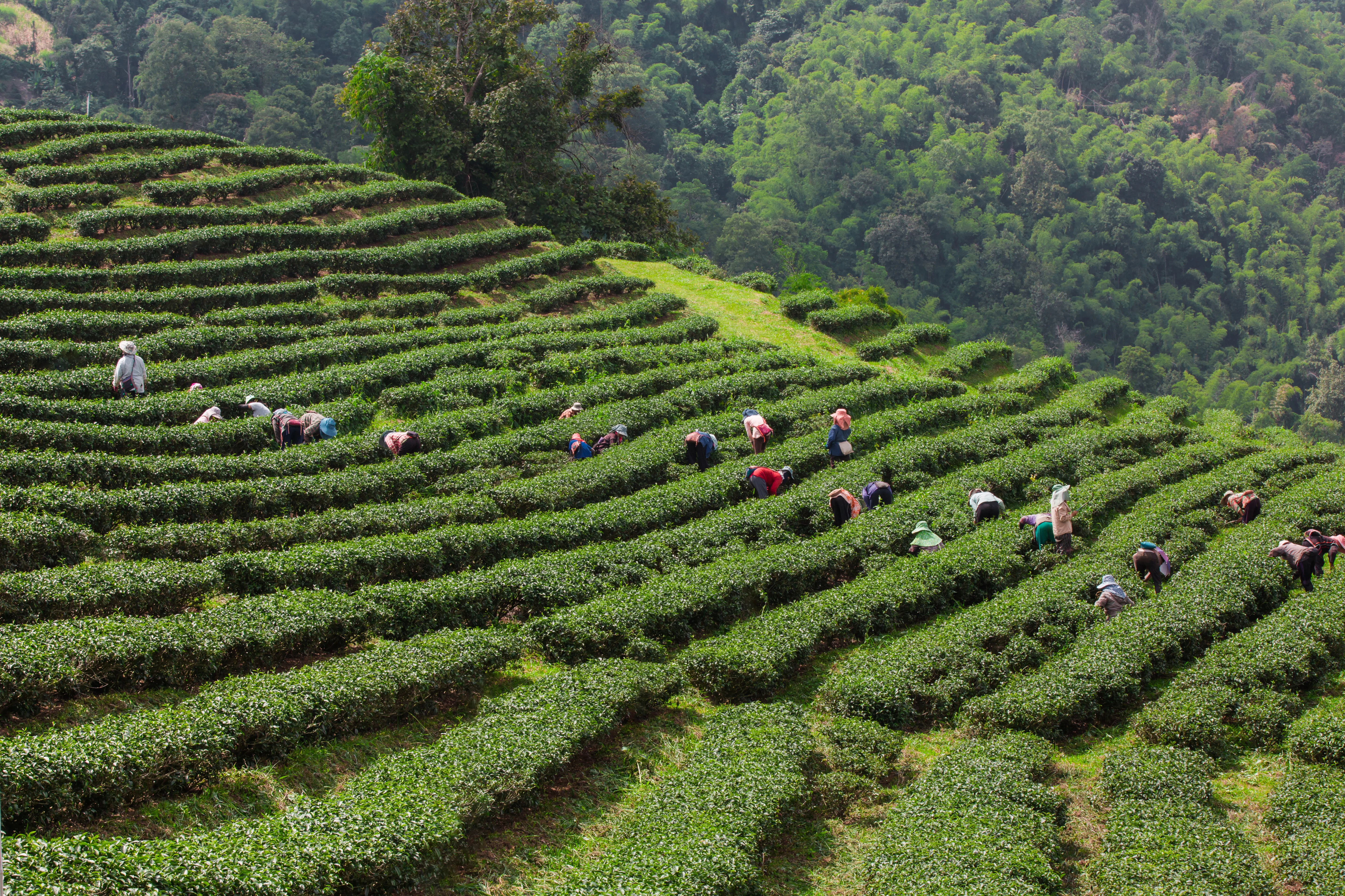 Tea Garden Photo