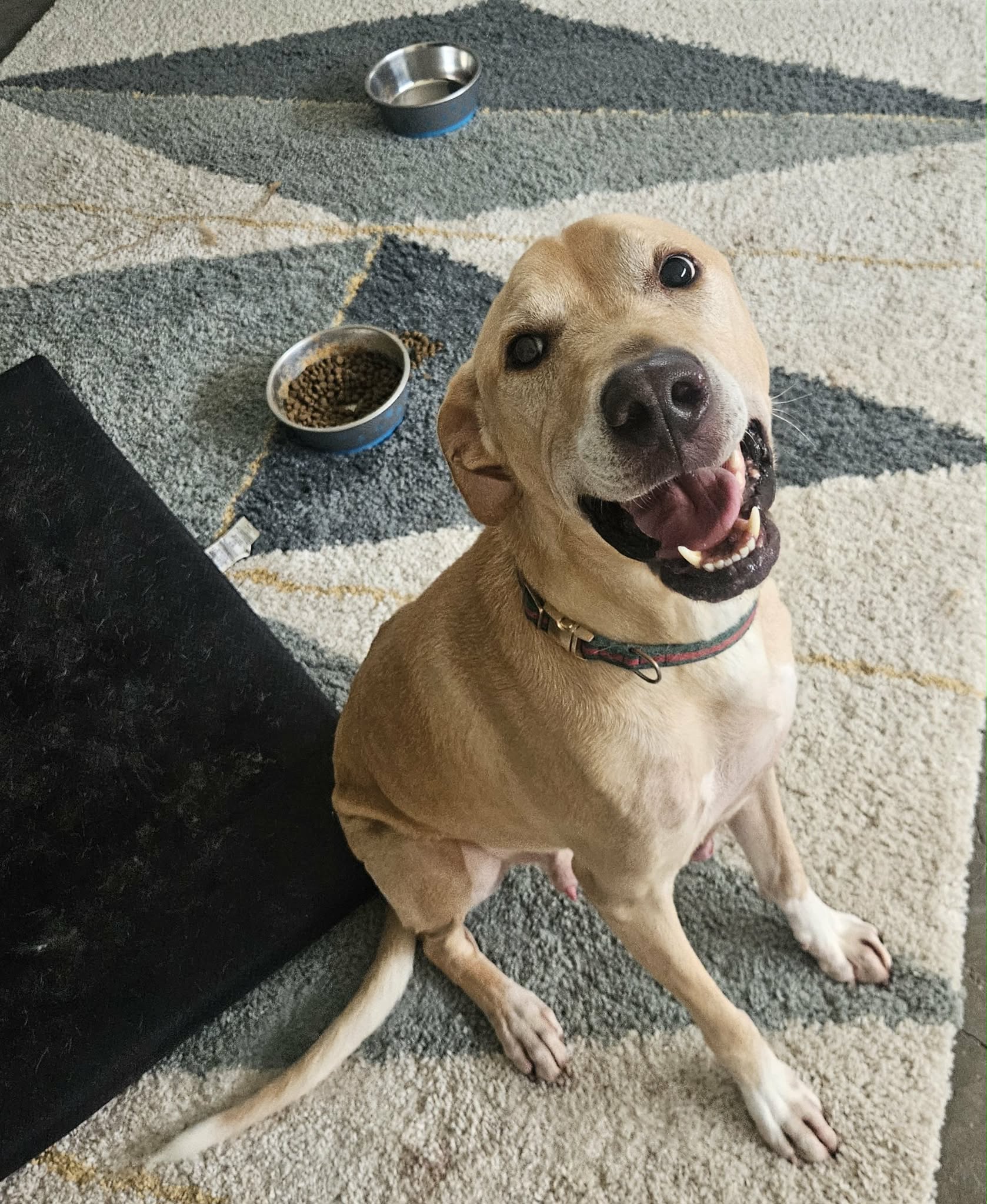 A happy tan dog sitting on a cozy patterned rug near its food bowls inside a warm Kansas City home