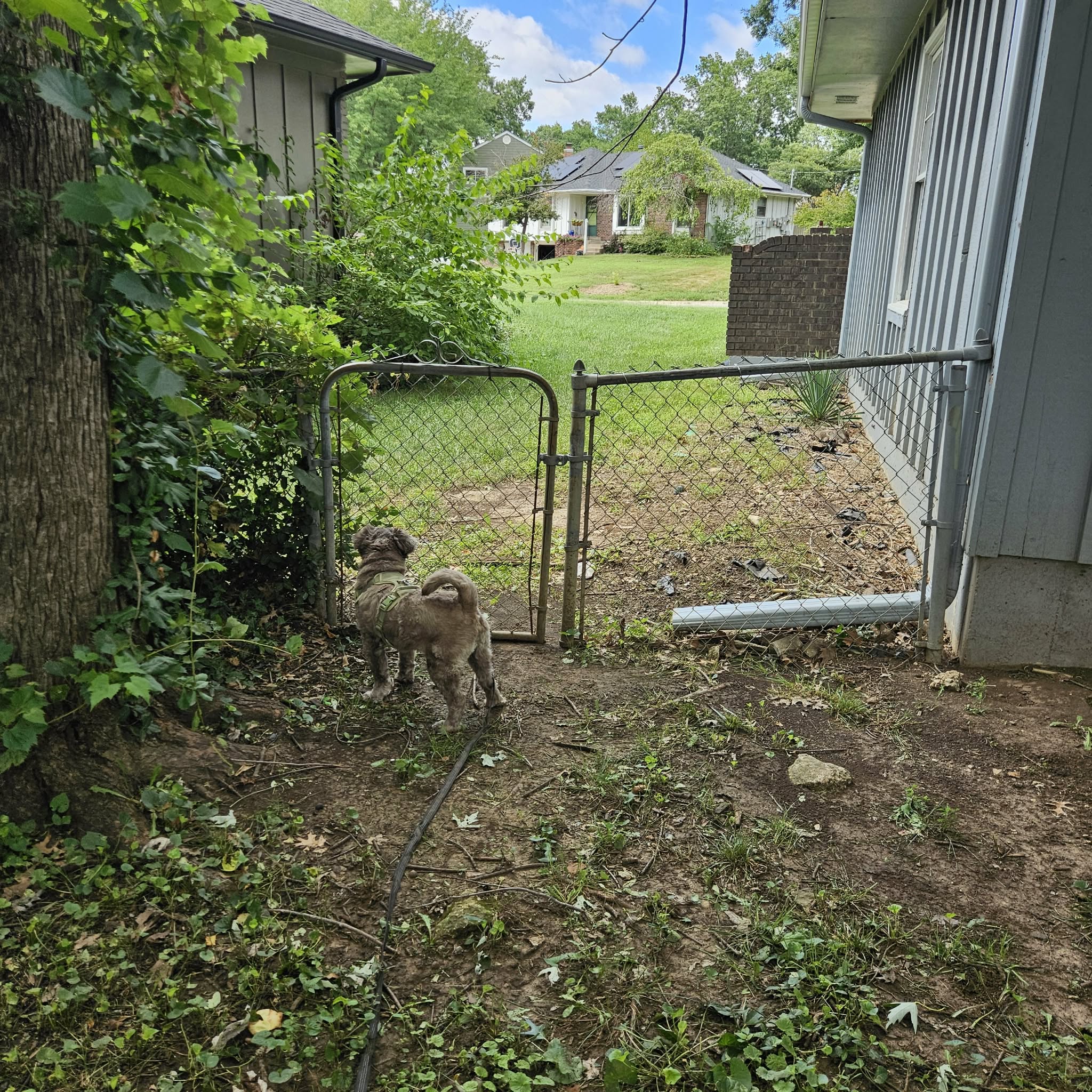 A small scruffy dog on a leash waiting by a backyard gate in a Kansas City neighborhood
