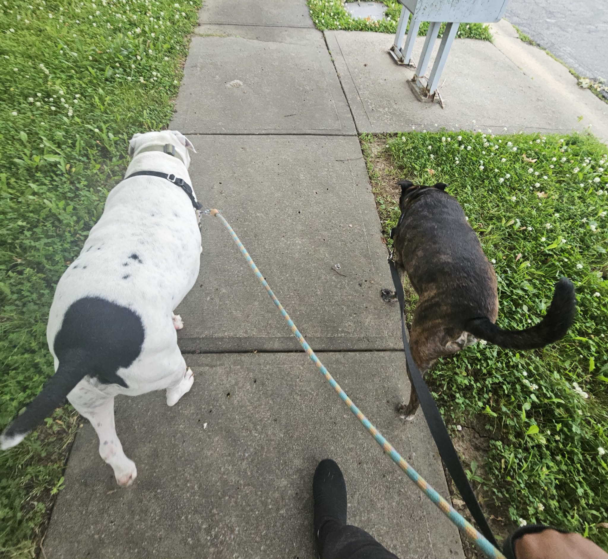 A caregiver walking two dogs down a Kansas City sidewalk