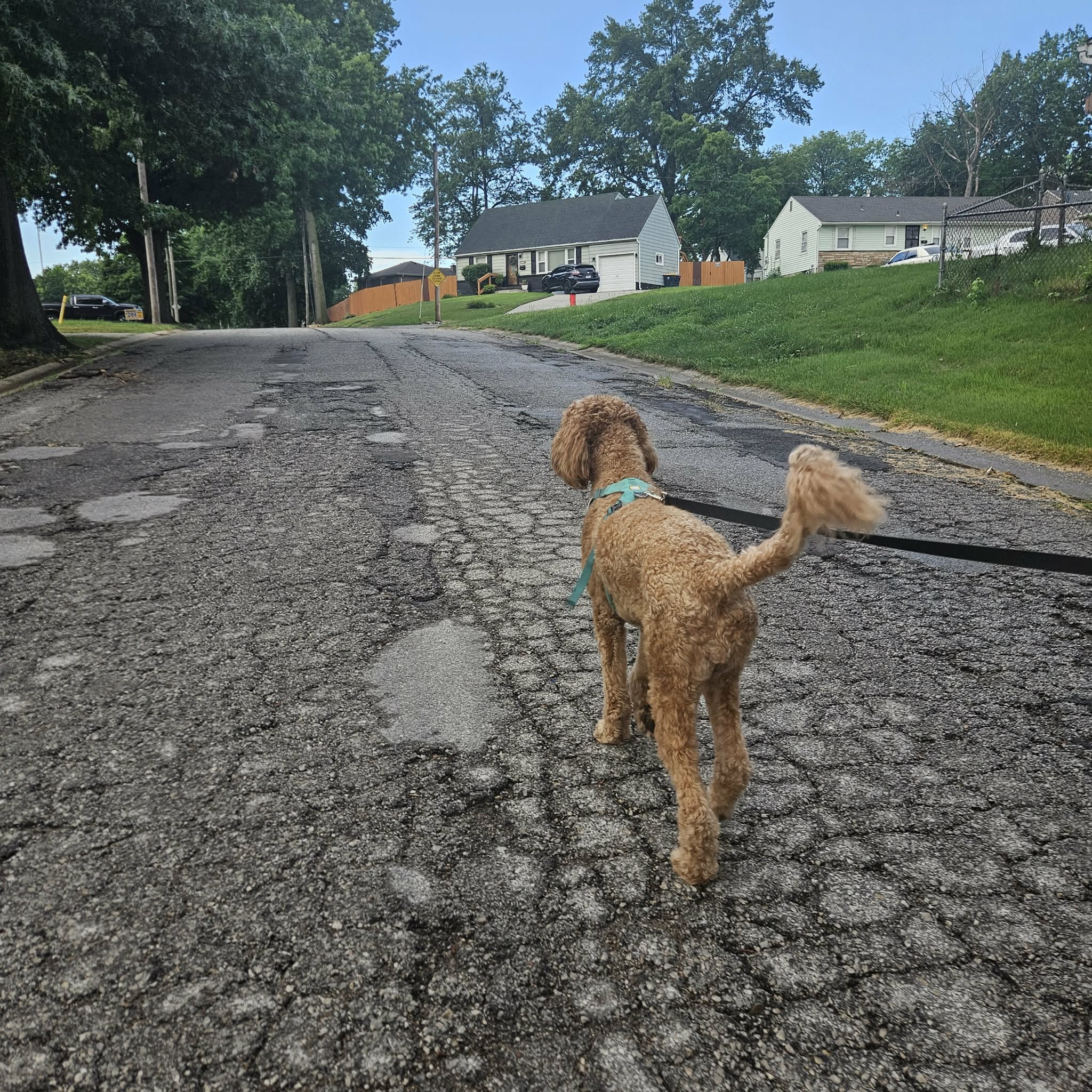 An apricot curly-haired dog walking on a leash down a quiet Kansas City residential street