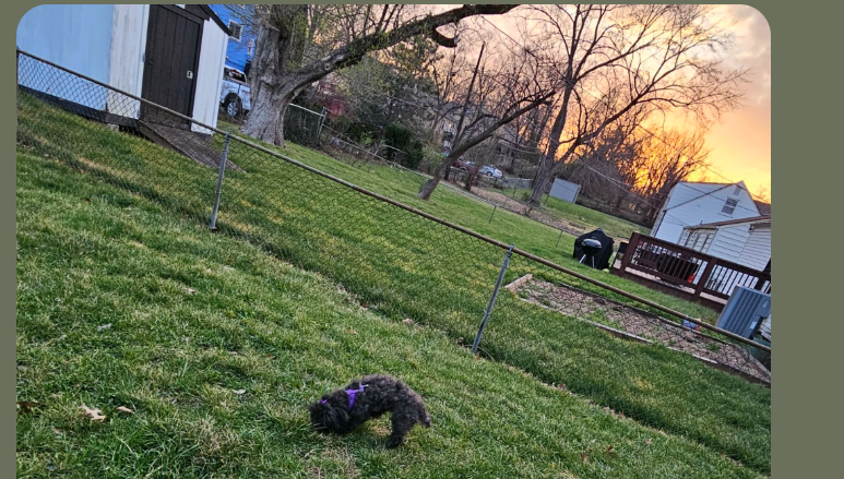 A small dog in a purple harness enjoying a quiet sunset in a Kansas City backyard