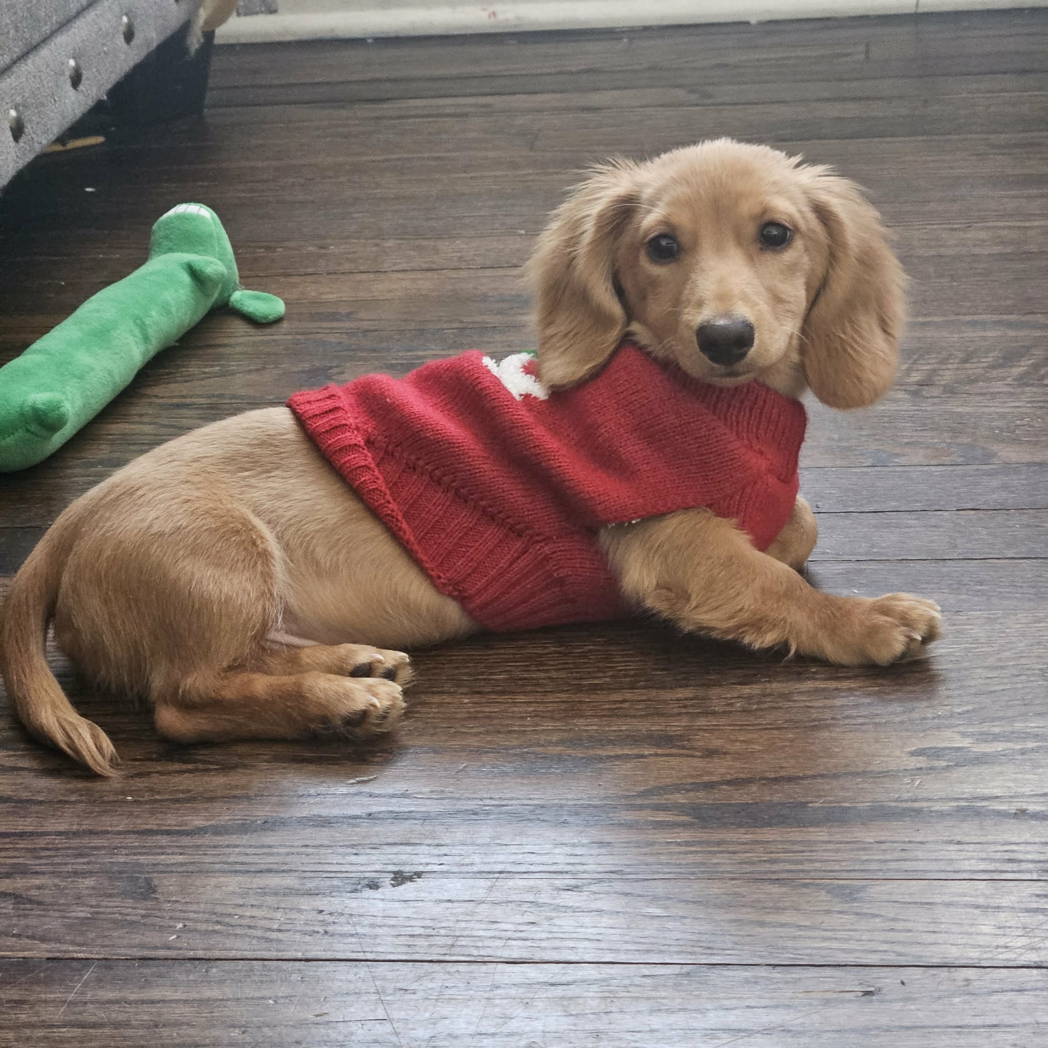 A long-haired dachshund puppy in a red sweater lying on a dark wood floor, ready for its overnight sitter