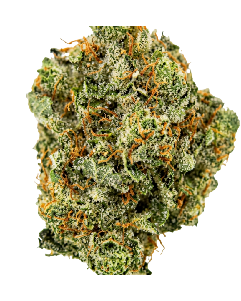 Mimosa