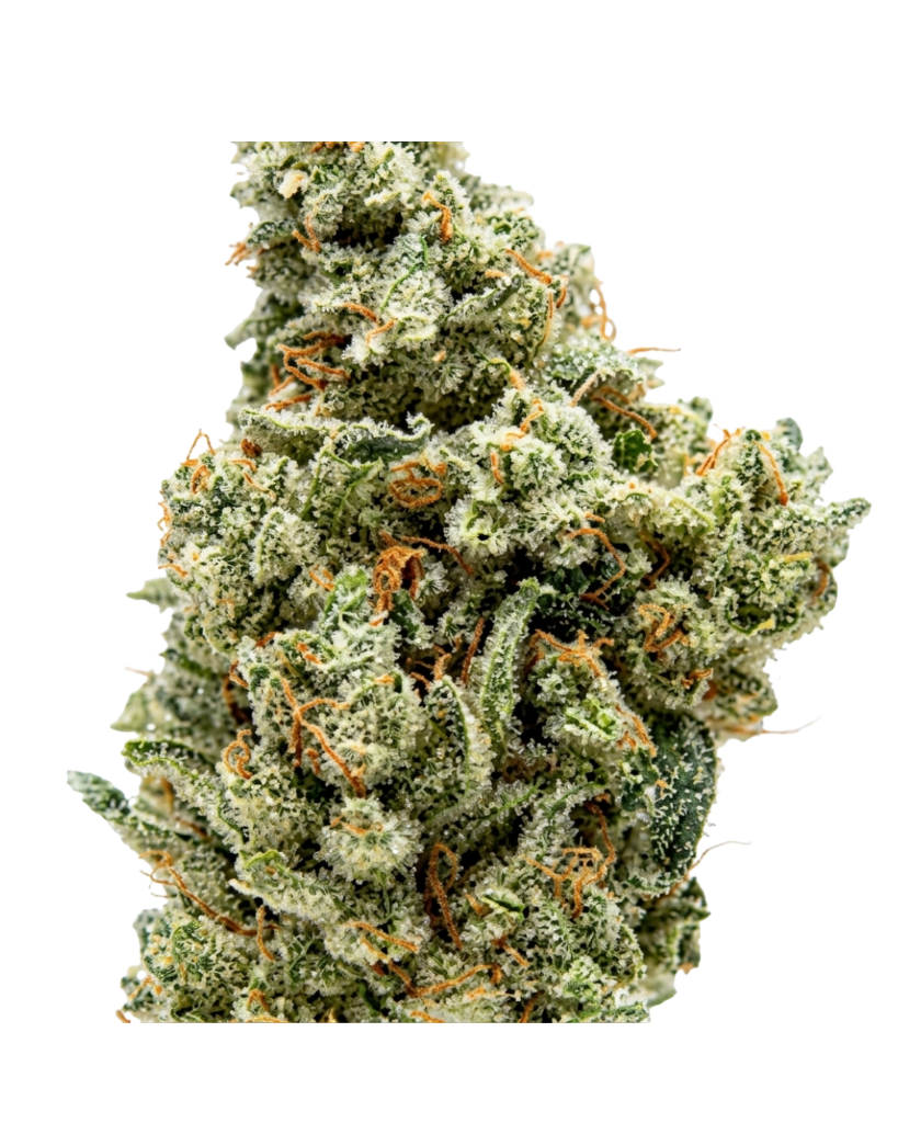 Original Glue