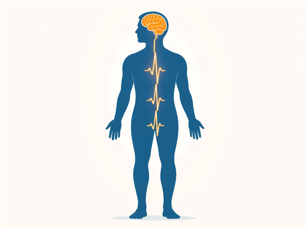 Diagram of brain and nervous system signal pathways