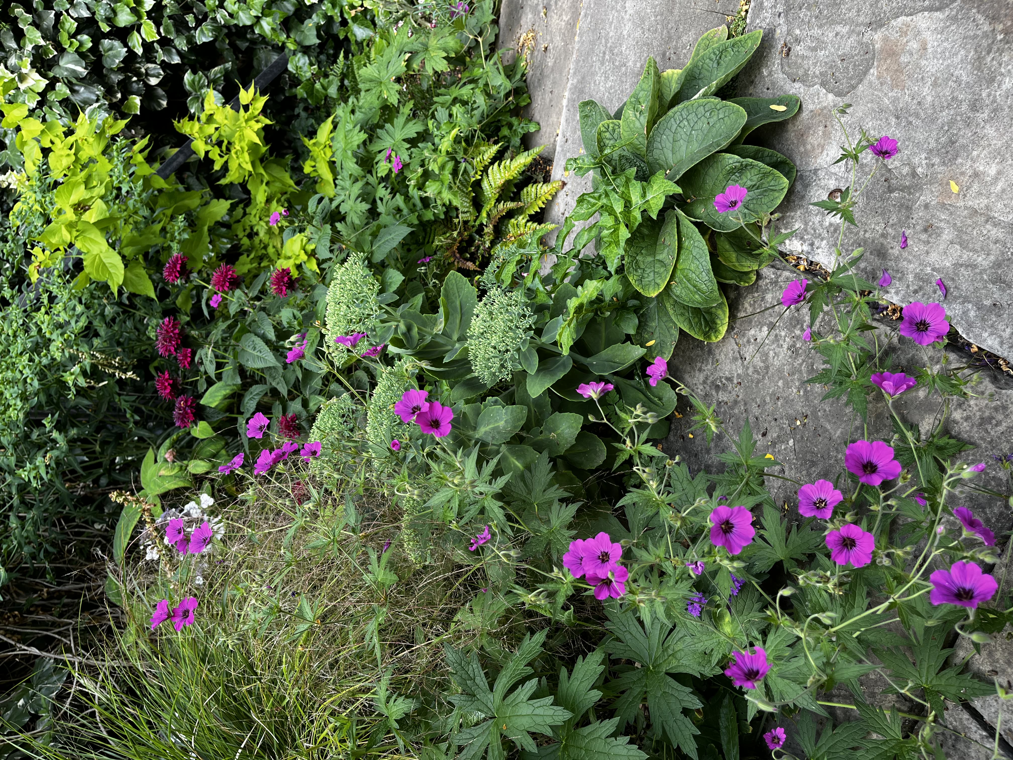 Garden portfolio 14