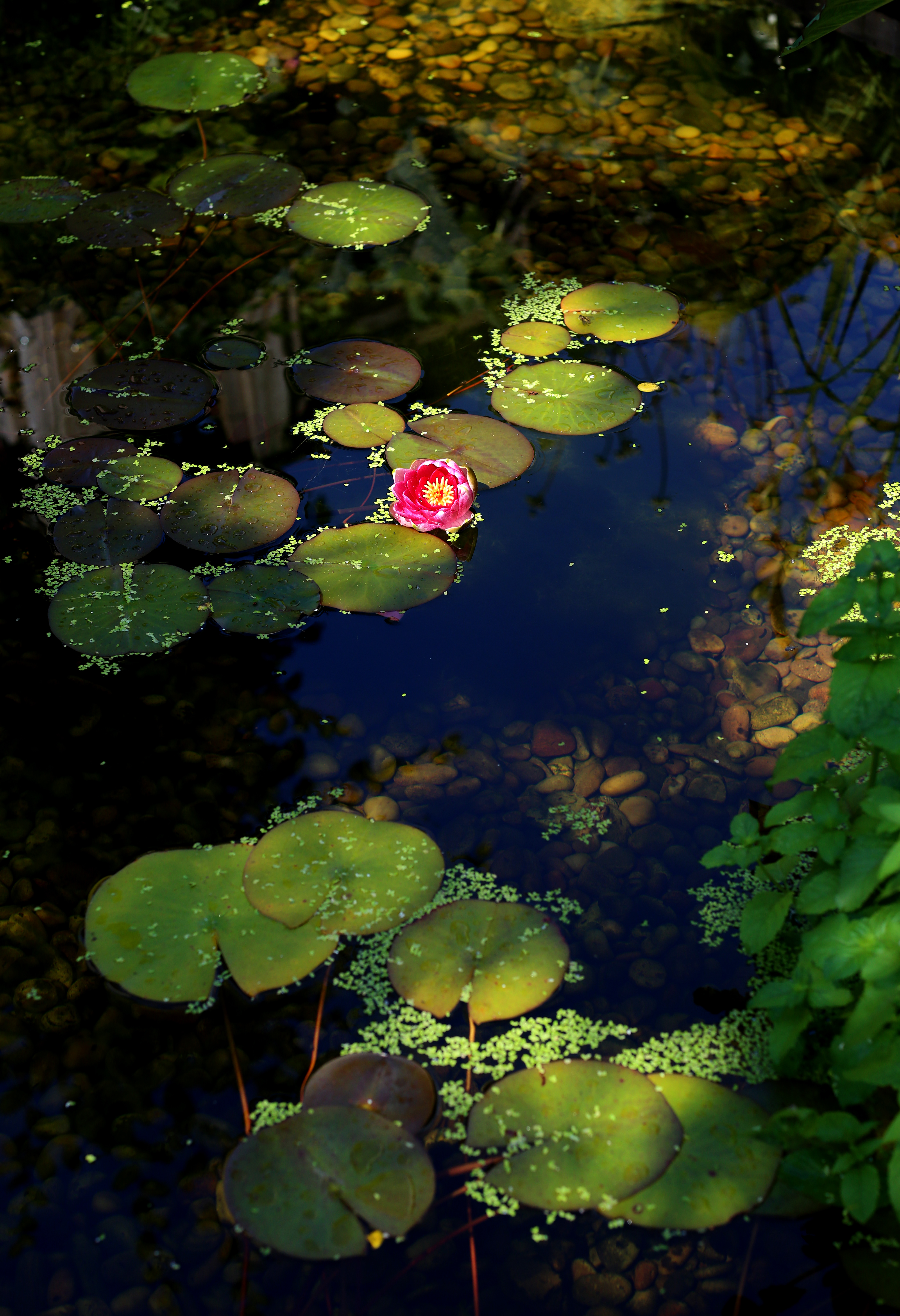 Garden portfolio 7