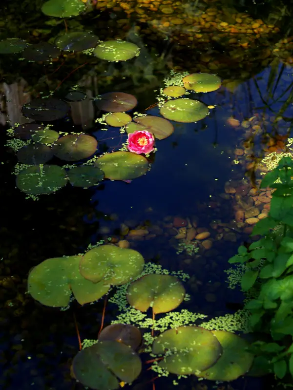 Garden portfolio 5