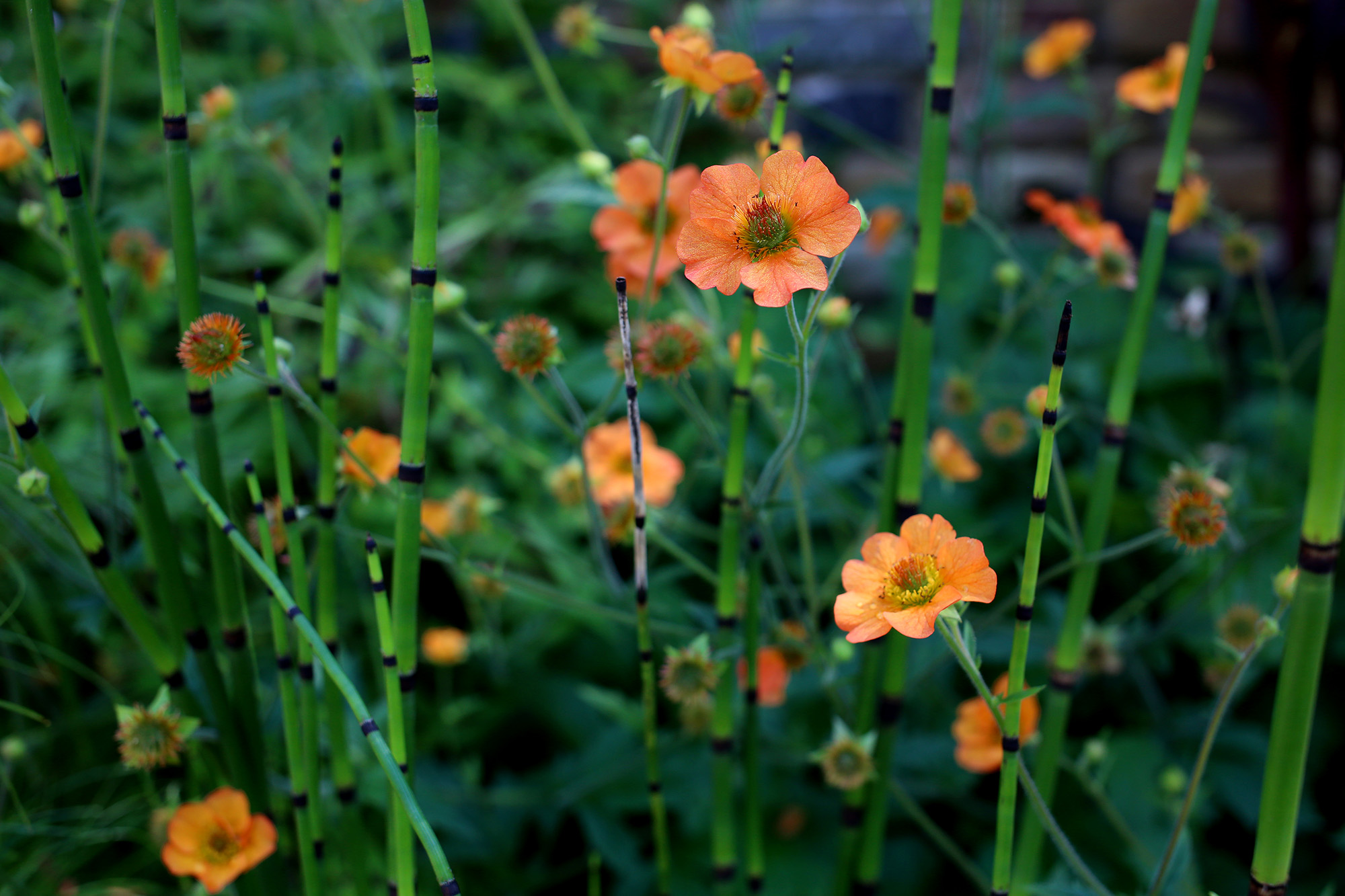 Garden portfolio 4