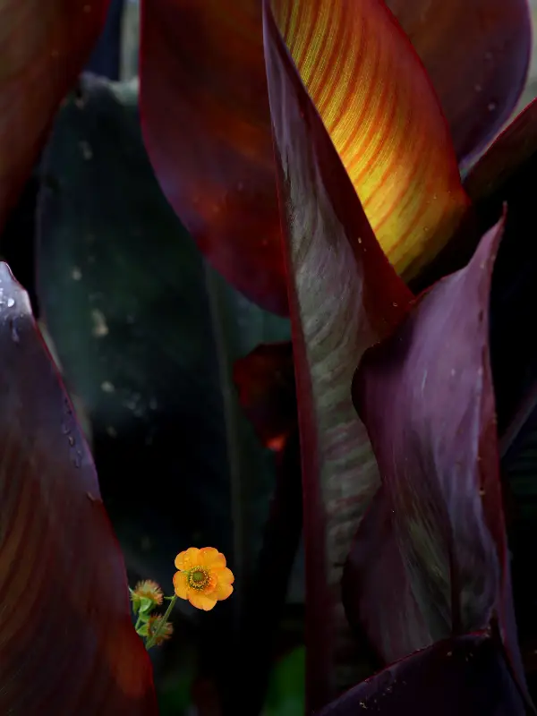 Garden portfolio 13