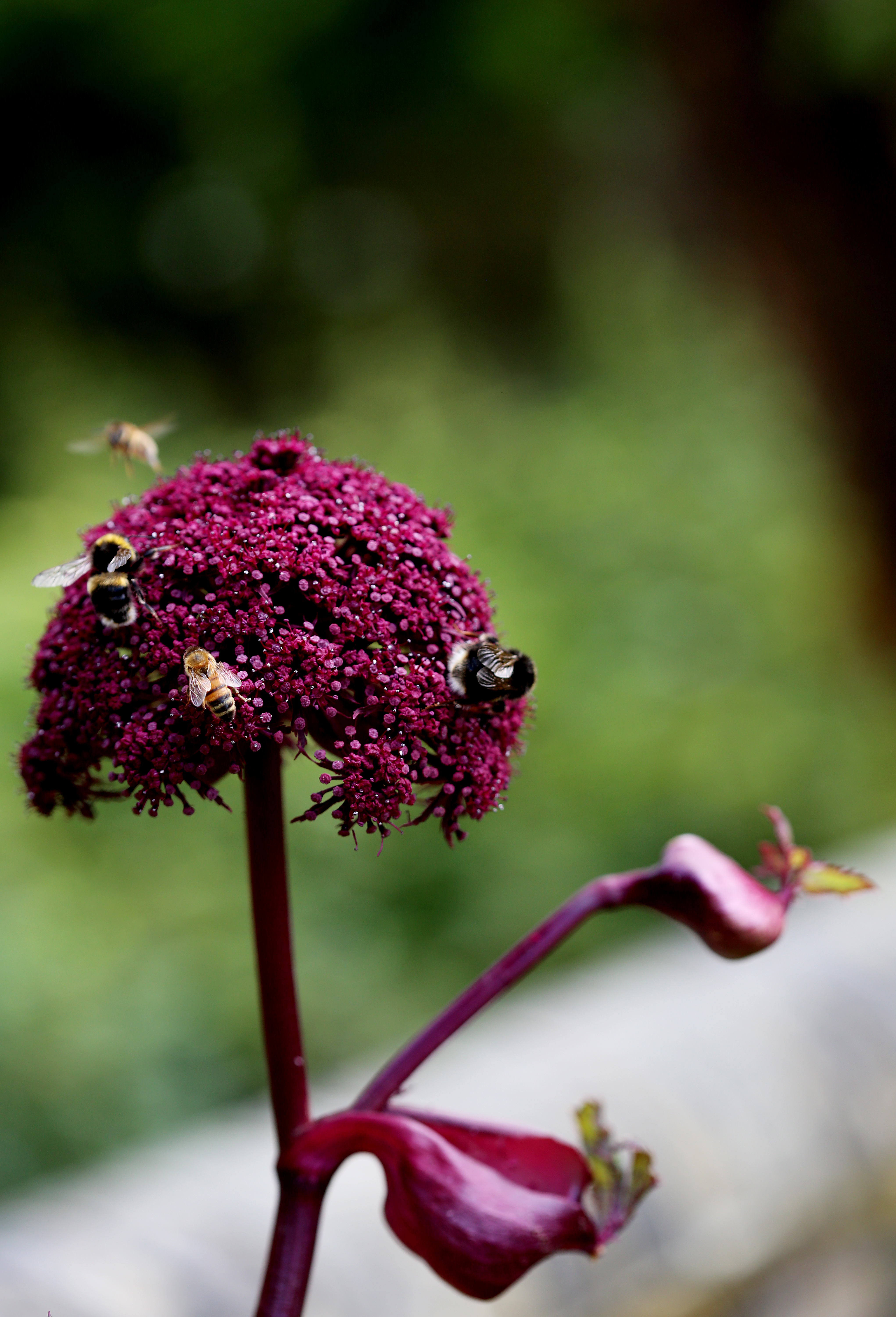 Garden portfolio 5