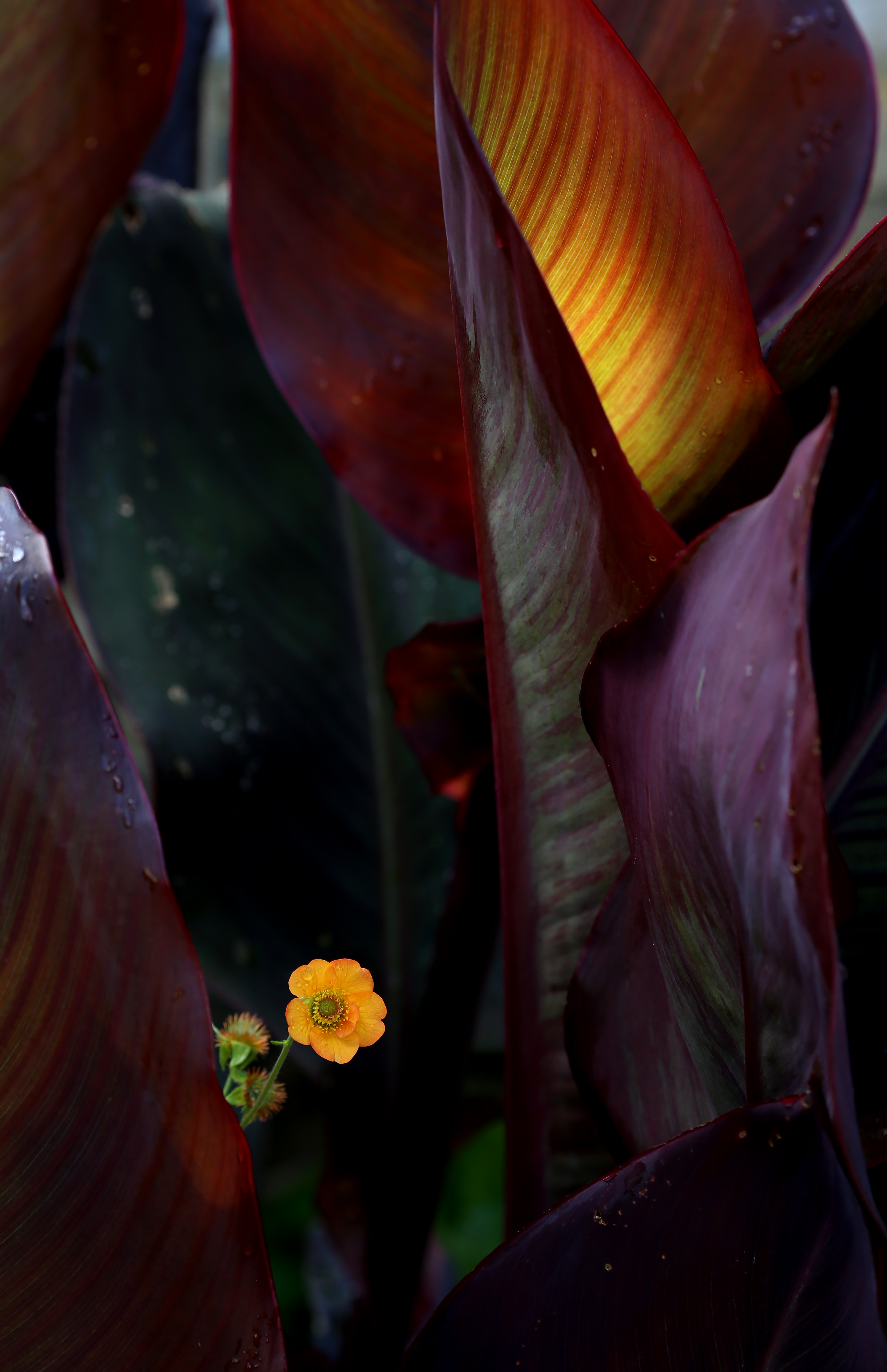 Garden portfolio 15