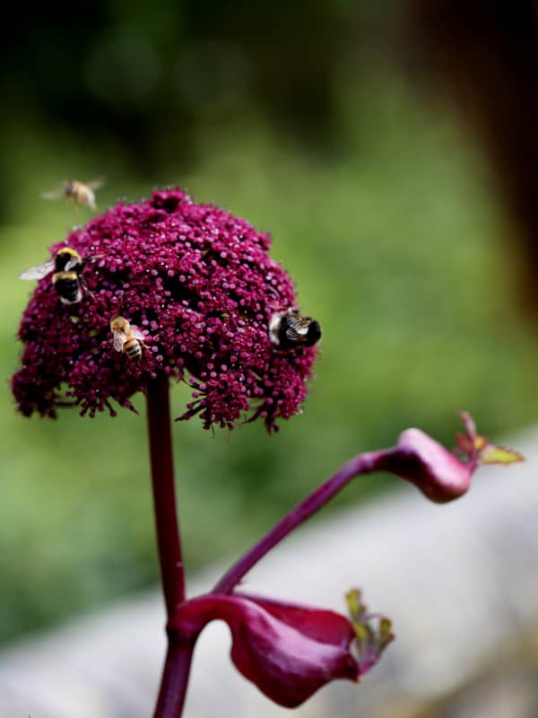 Garden portfolio 1