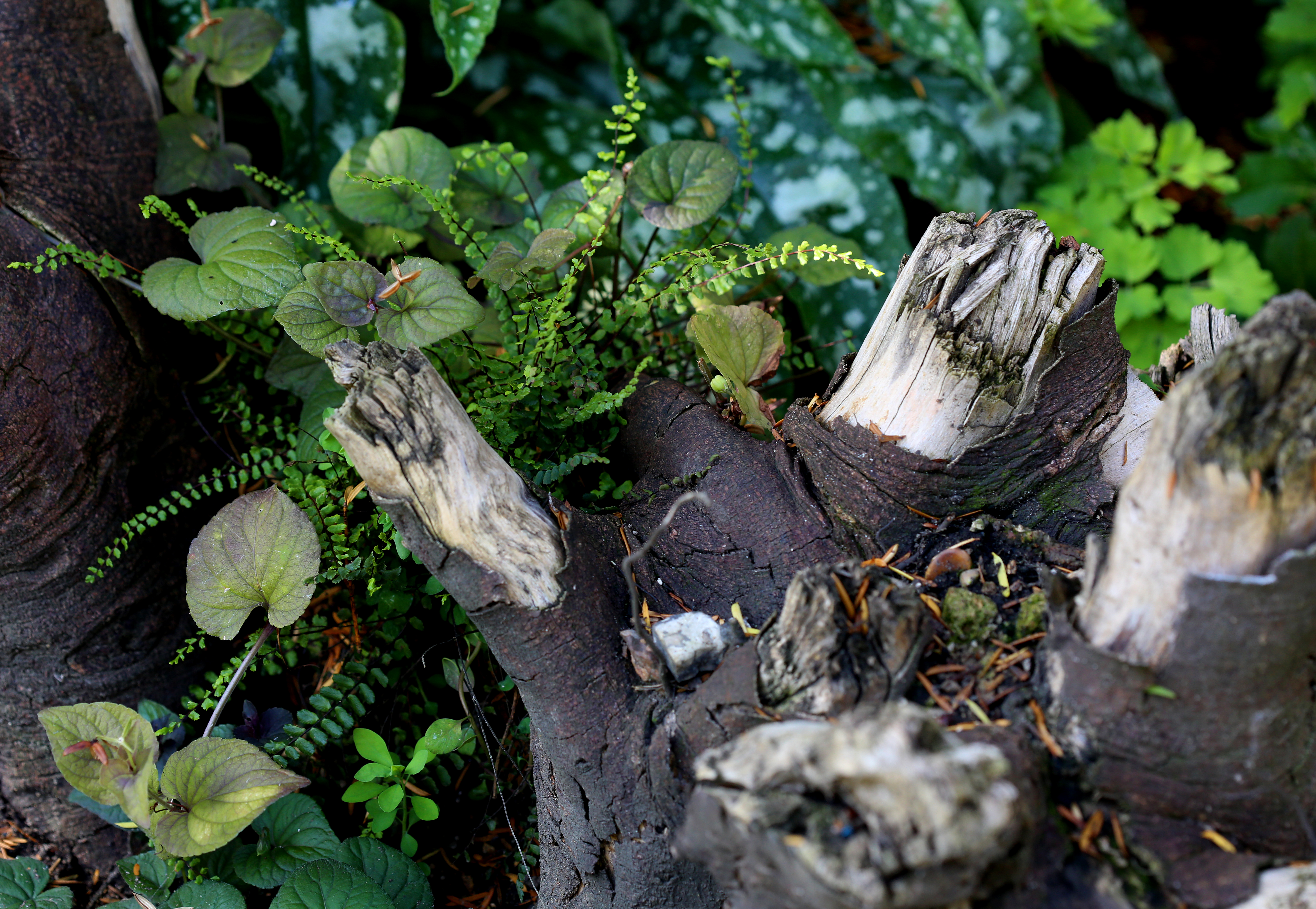 Garden portfolio 3