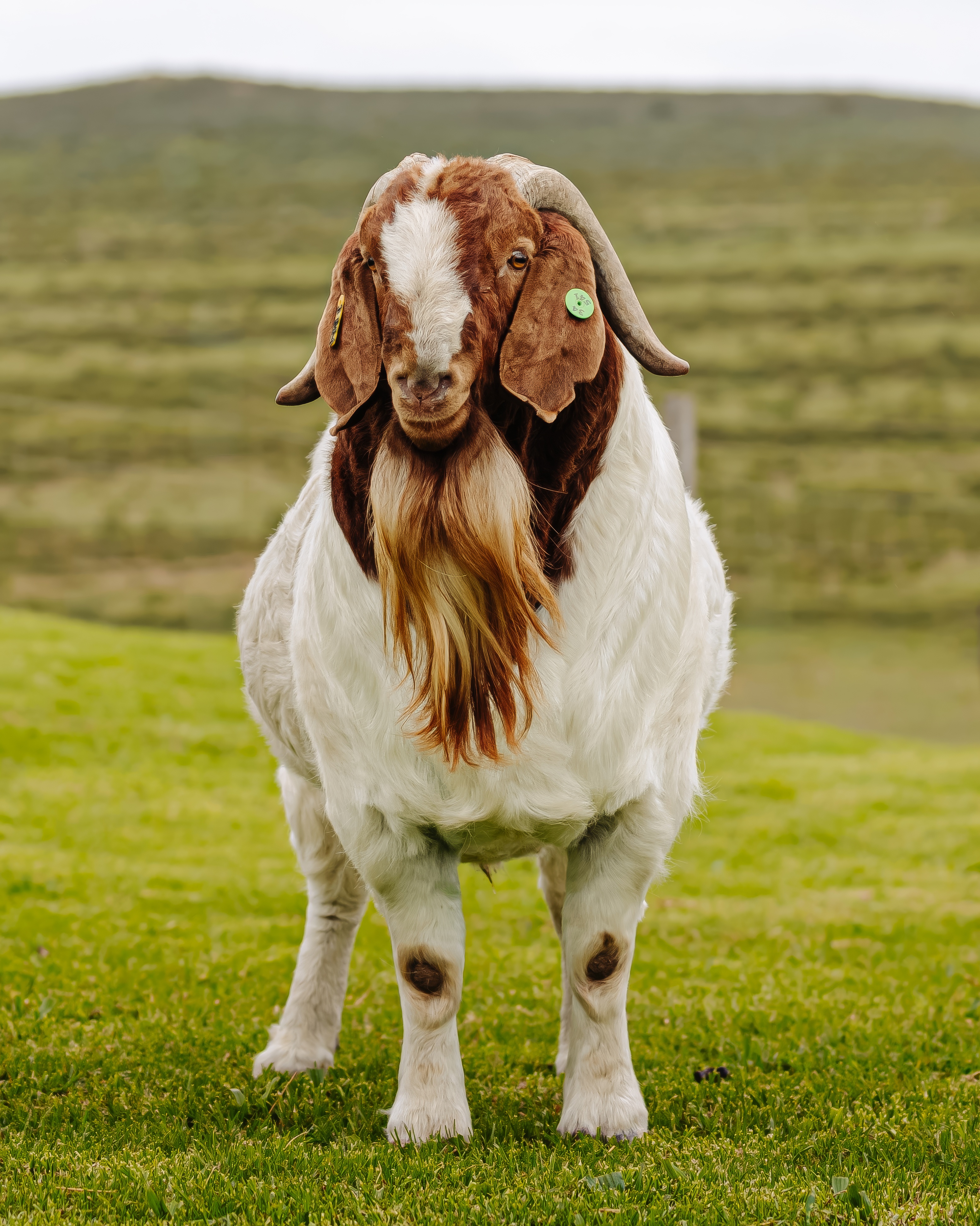 Merck — Elite Boer goat ram at VEA Stud Breeders