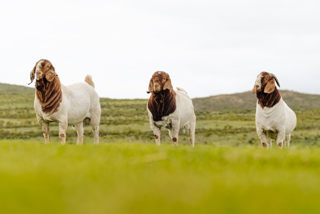About VEA Stud Breeders