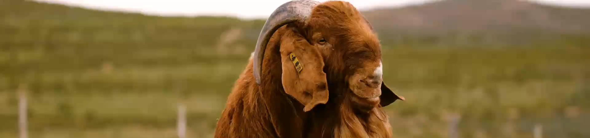 Our Stud Catalogue