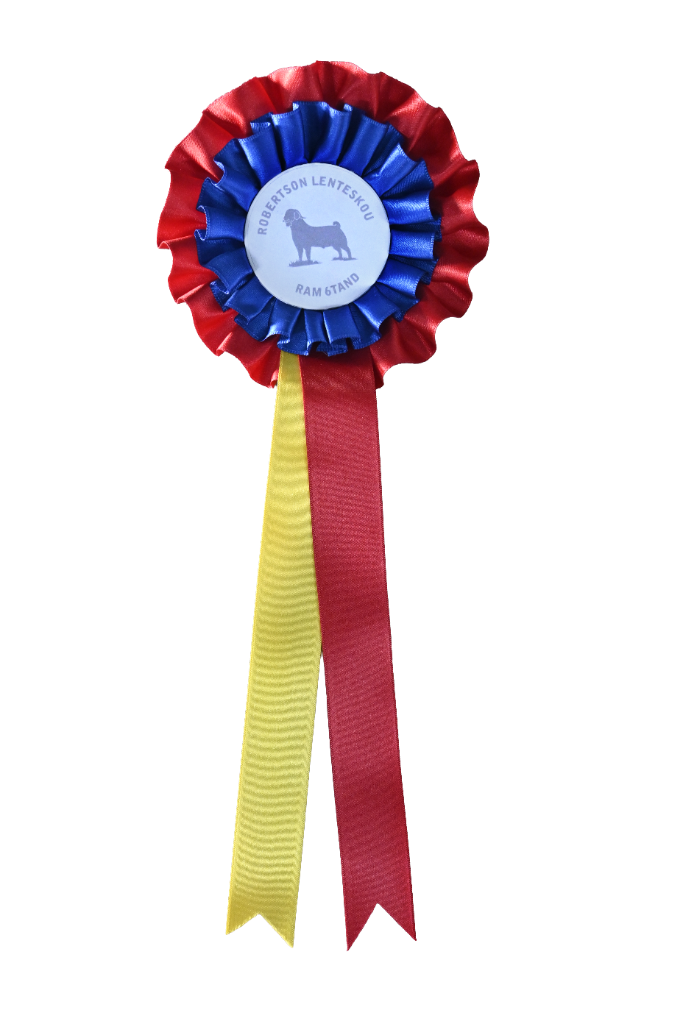 Junior Champion Ewe