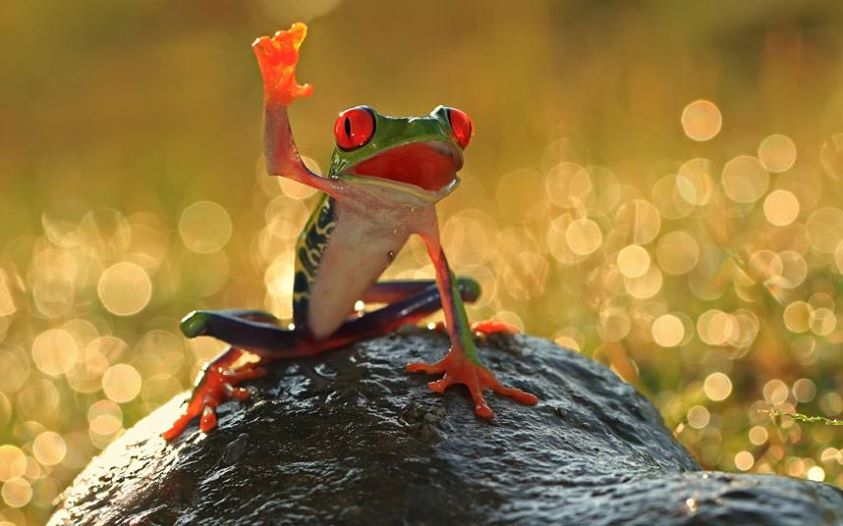 A red-eyed tree frog waving hello