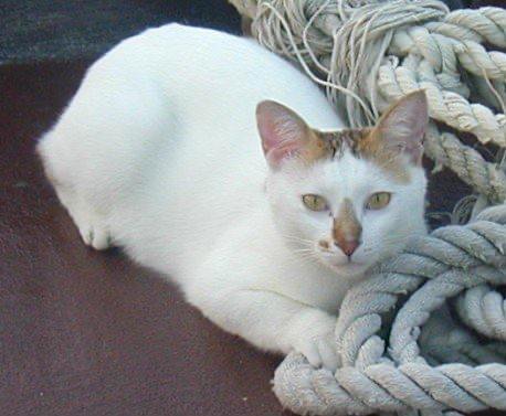 Storm, Paul's cat, resting on the deck of the converted junk Watermark, Hong Kong