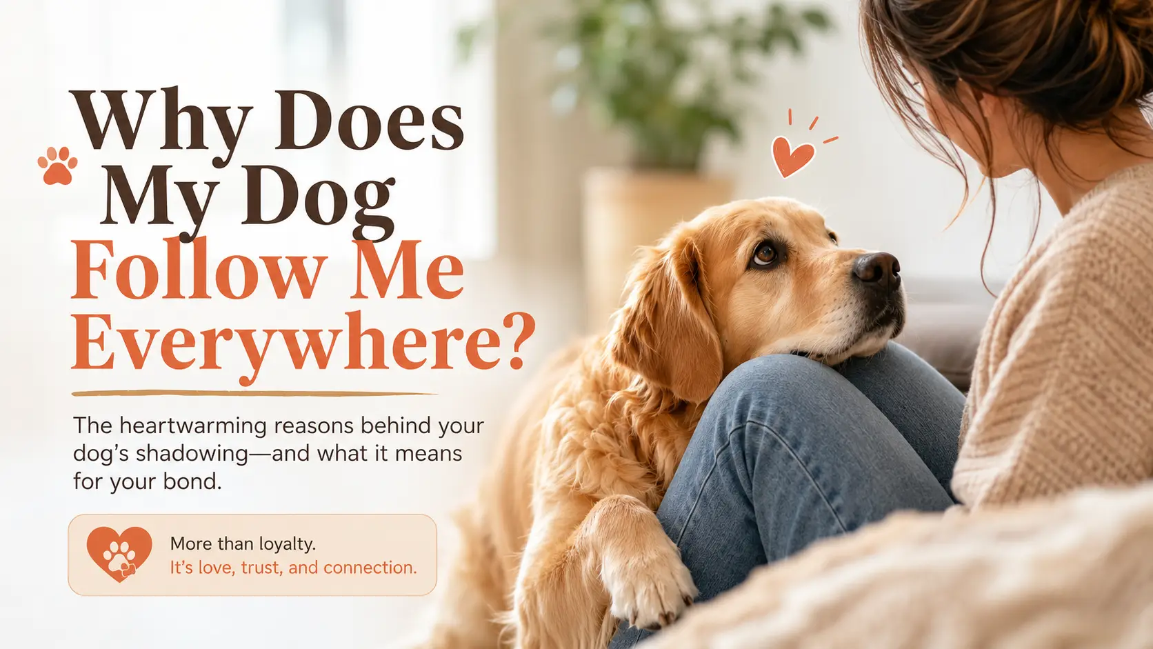 Why Does My Dog Follow Me Everywhere?