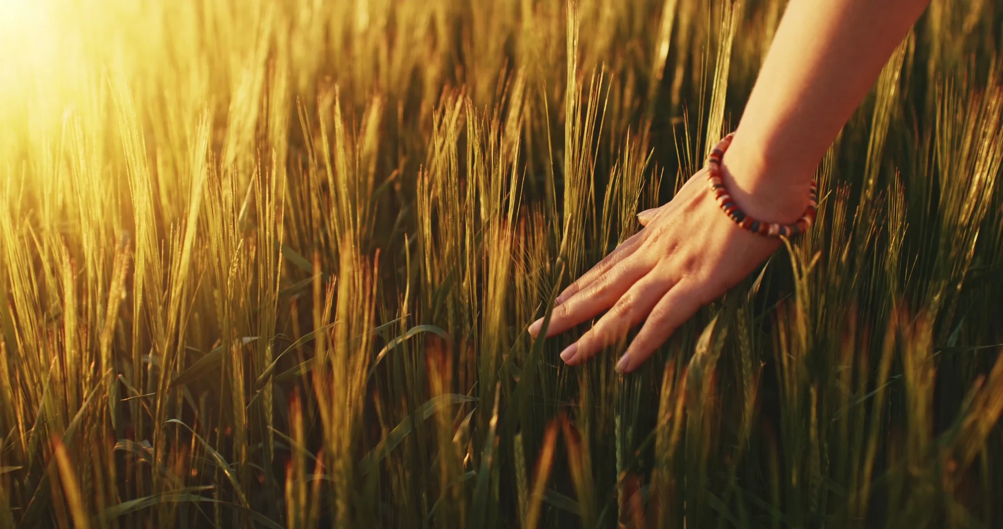 Hand running through a wheat field at golden hour