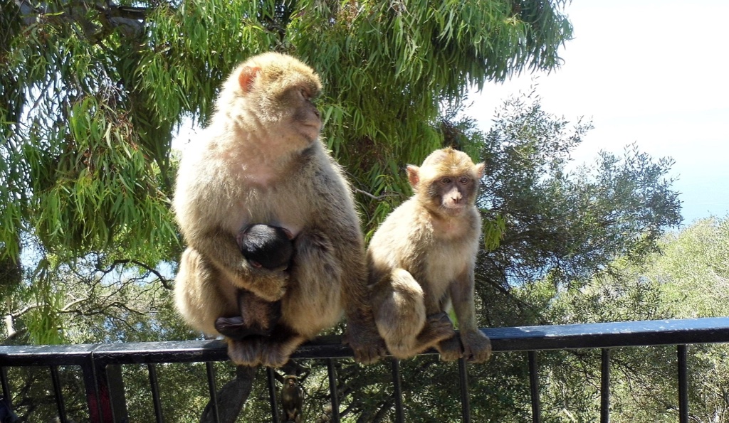 Gibraltar History & Nature Full Day