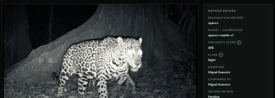 Night camera-trap photo of a jaguar beside a method record panel.