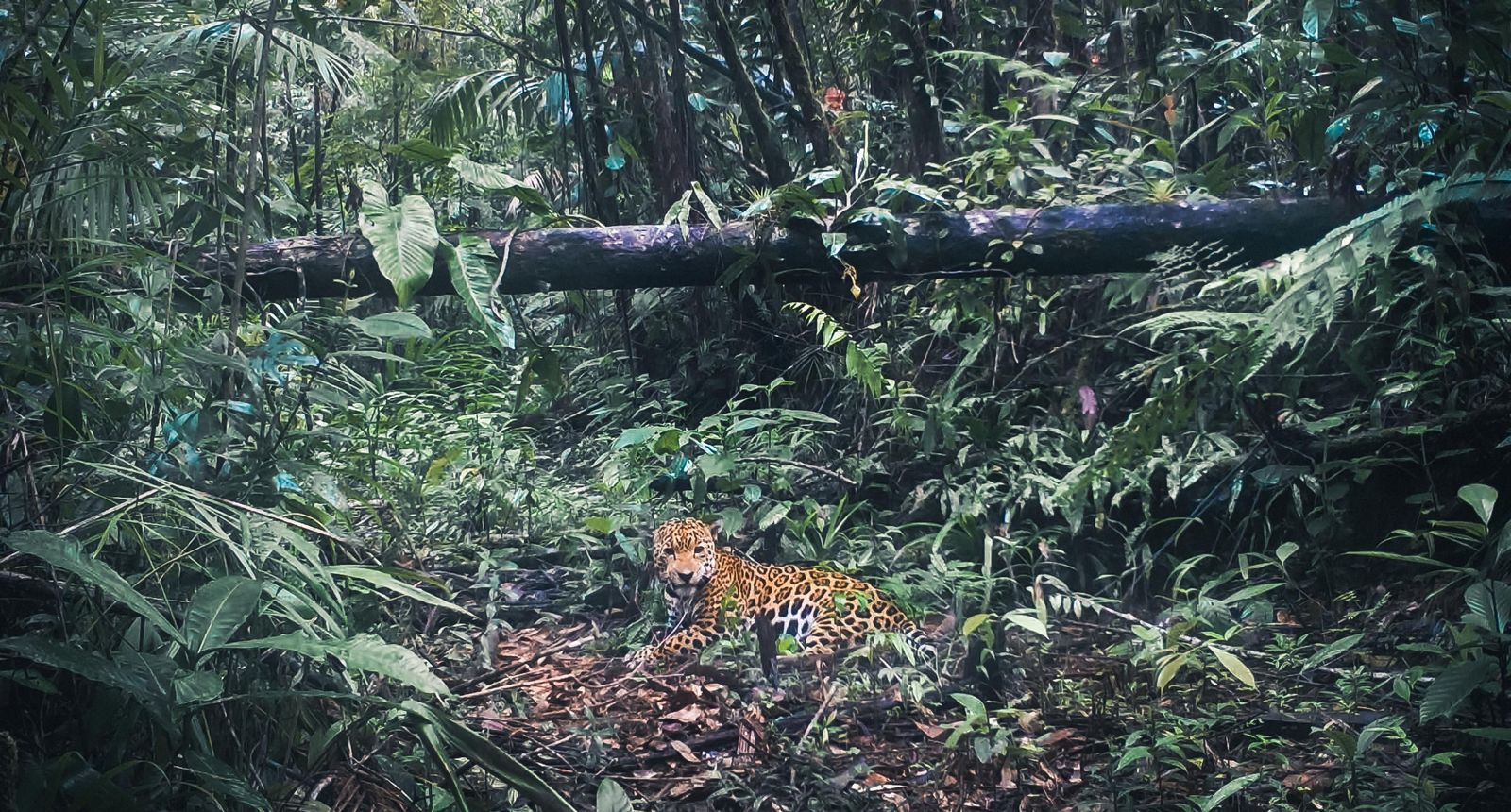 A jaguar lies in dense green undergrowth below a fallen log, looking at the camera.