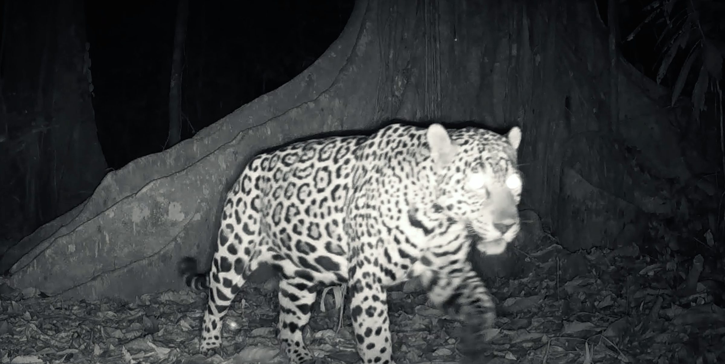 Jaguar (Panthera onca) on a Grow Jungles camera trap in infrared, Costa Rica