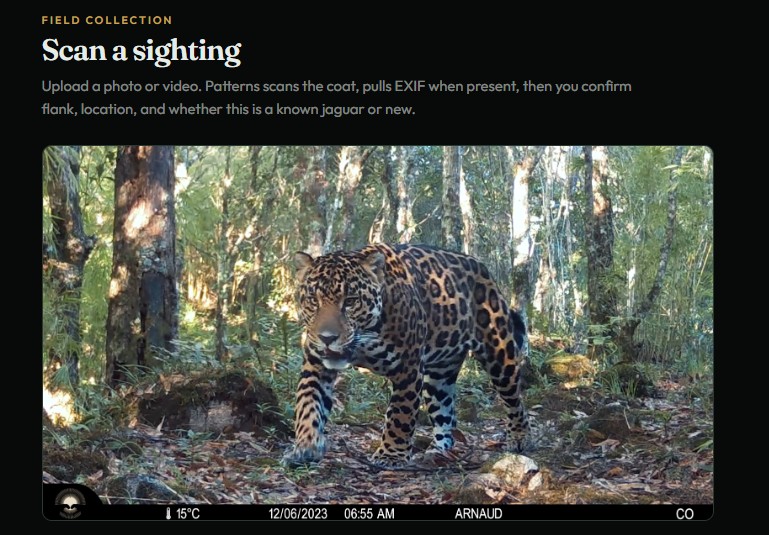 Patterns scan screen with a daylight camera-trap photo loaded