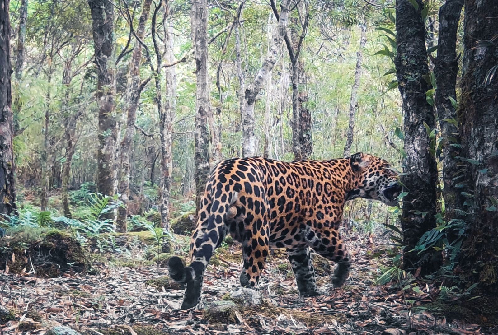 A jaguar walks away from a camera trap through open forest by day.
