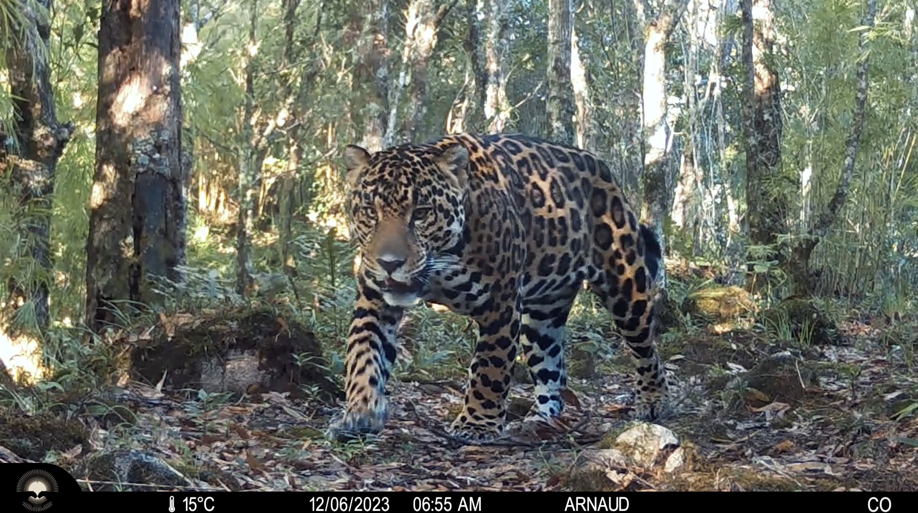 Jaguar (Panthera onca) on a Grow Jungles camera trap by day, Costa Rica