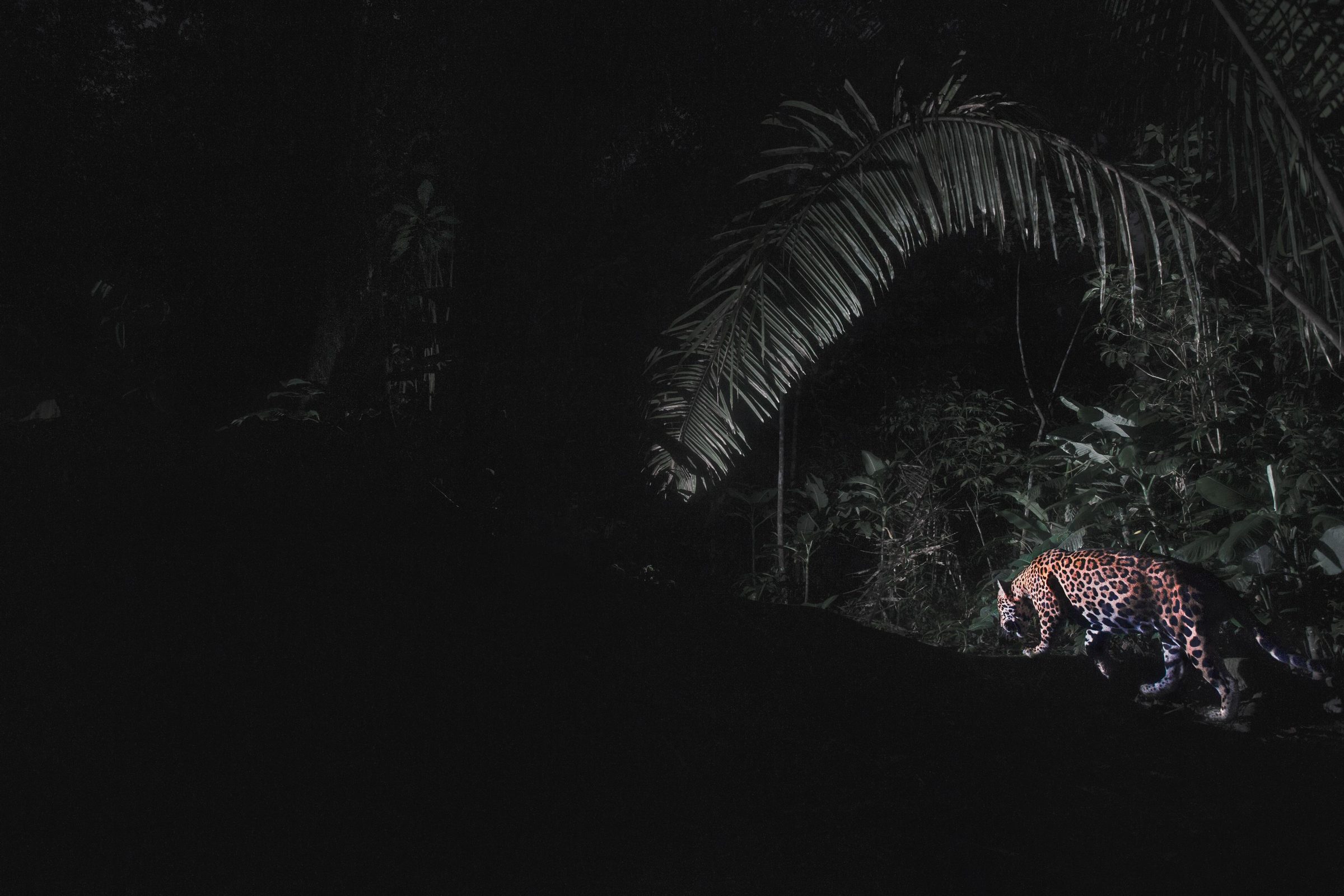 A jaguar walks along a forest trail at night under a large palm frond.
