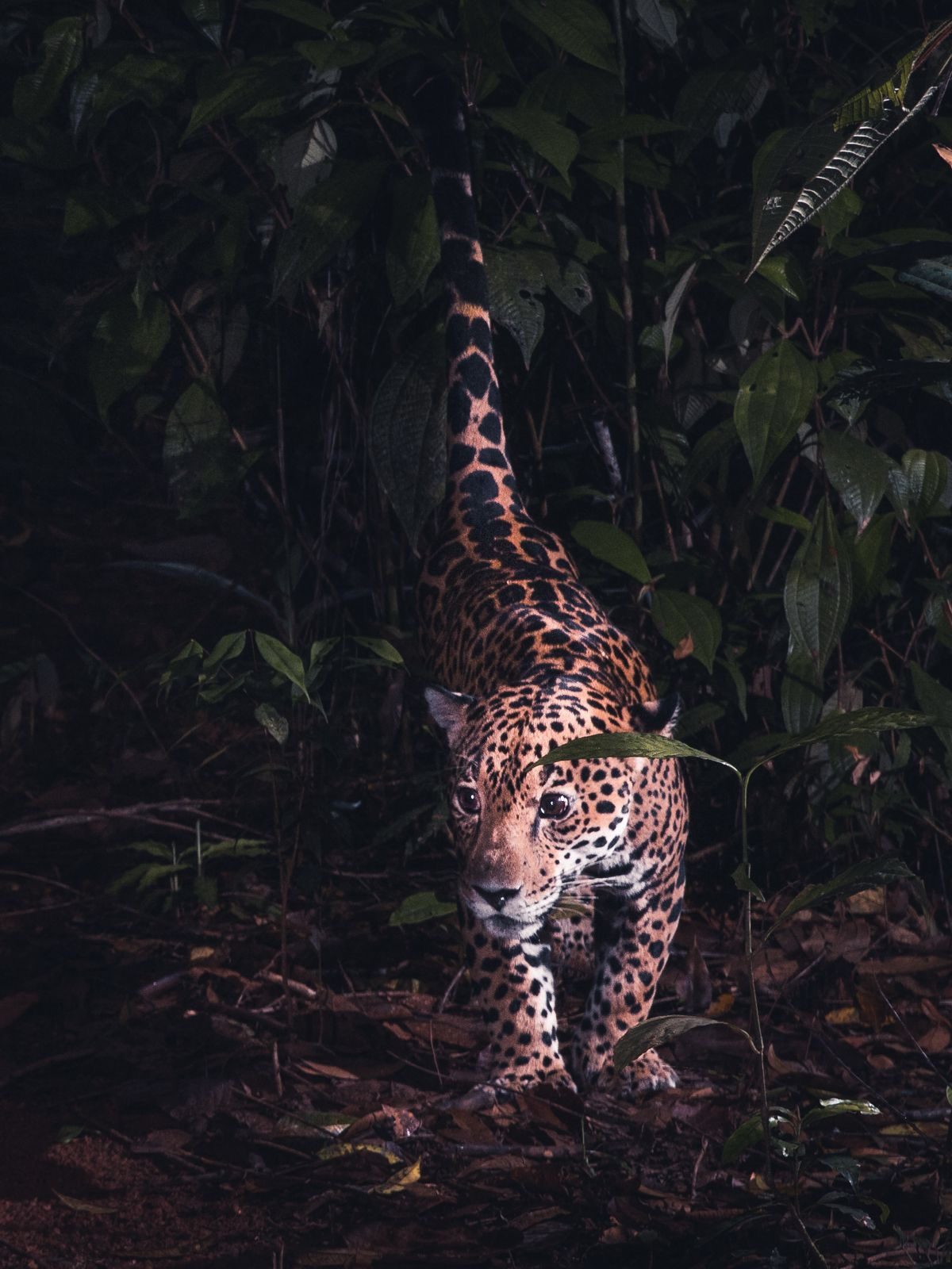 A jaguar walks toward the camera through dark forest undergrowth.