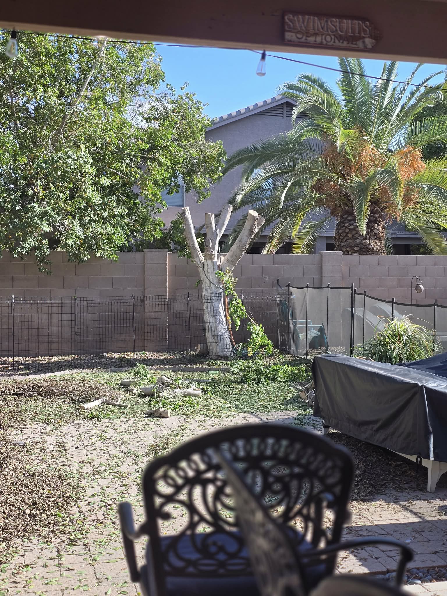 Tree Pruning & Debris Cleanup