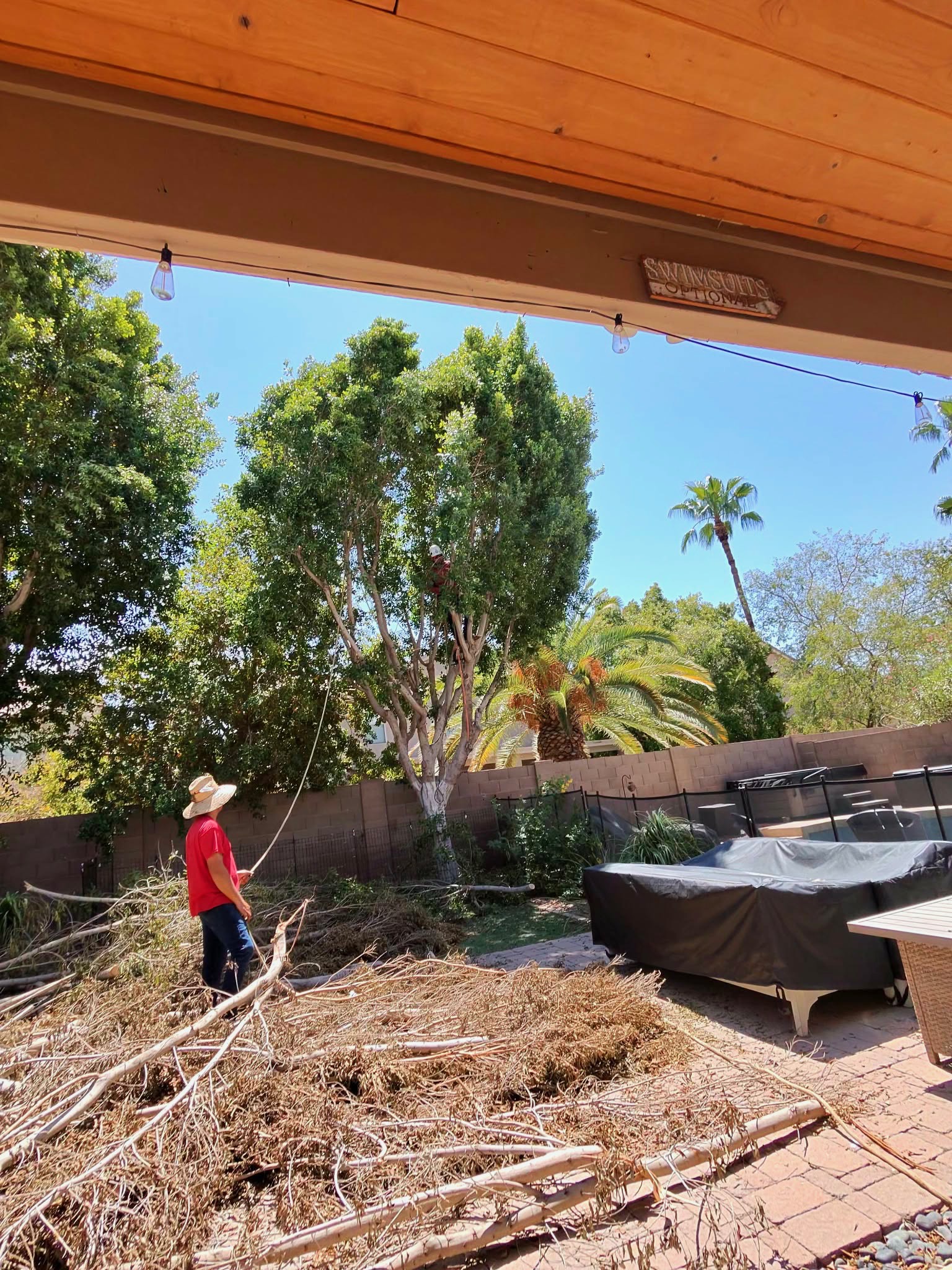 Backyard Tree Trimming