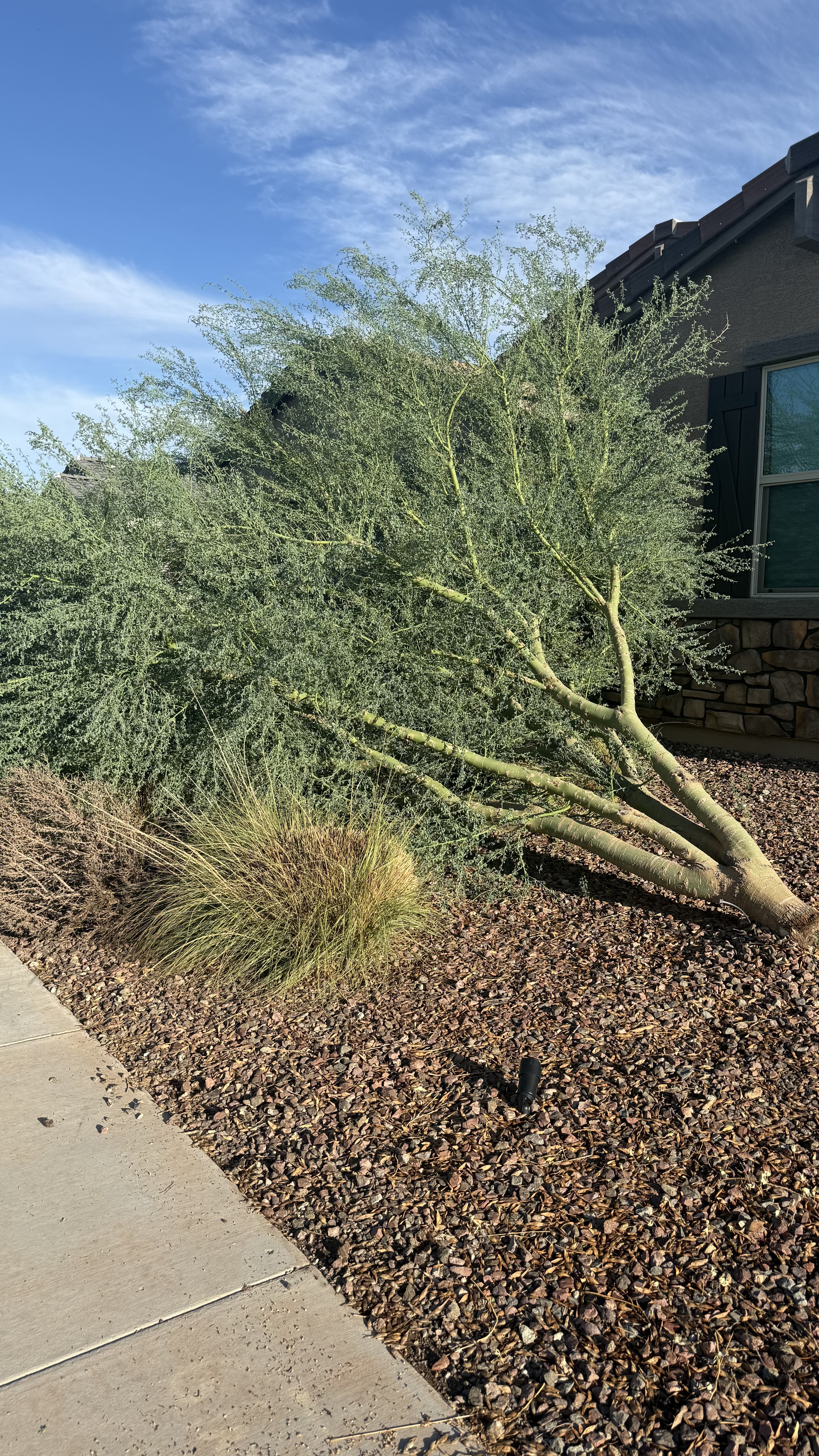 Leaning Palo Verde — Before Removal