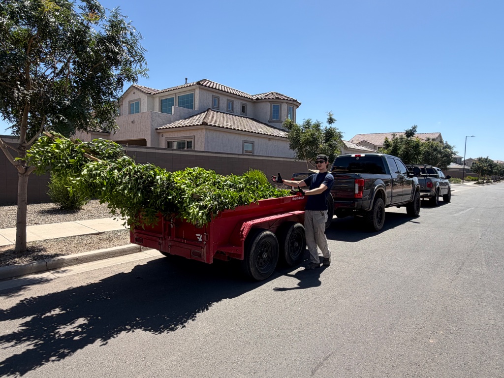 Tree Delivery to Site