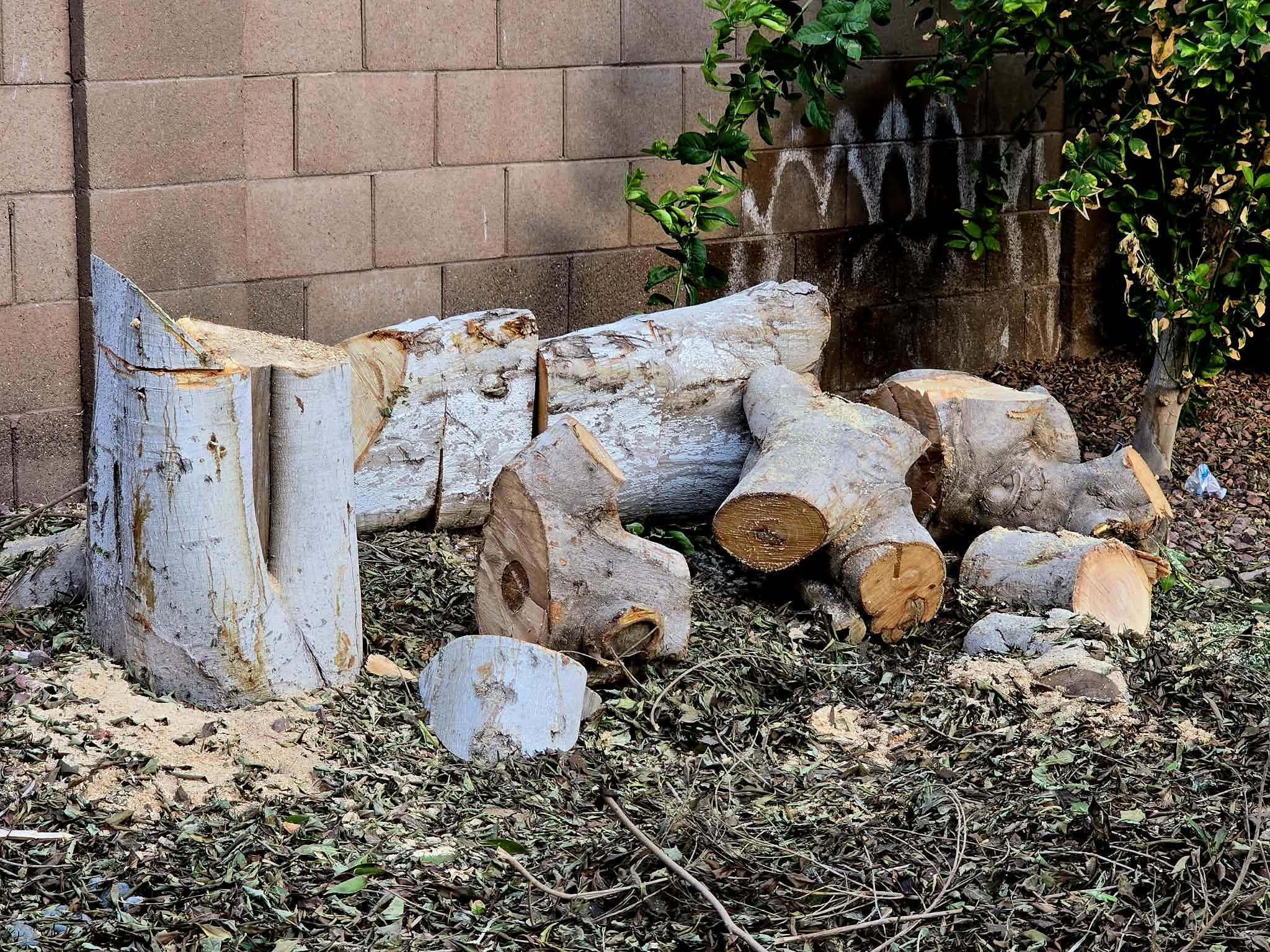 Logs & Green Waste Hauled Away