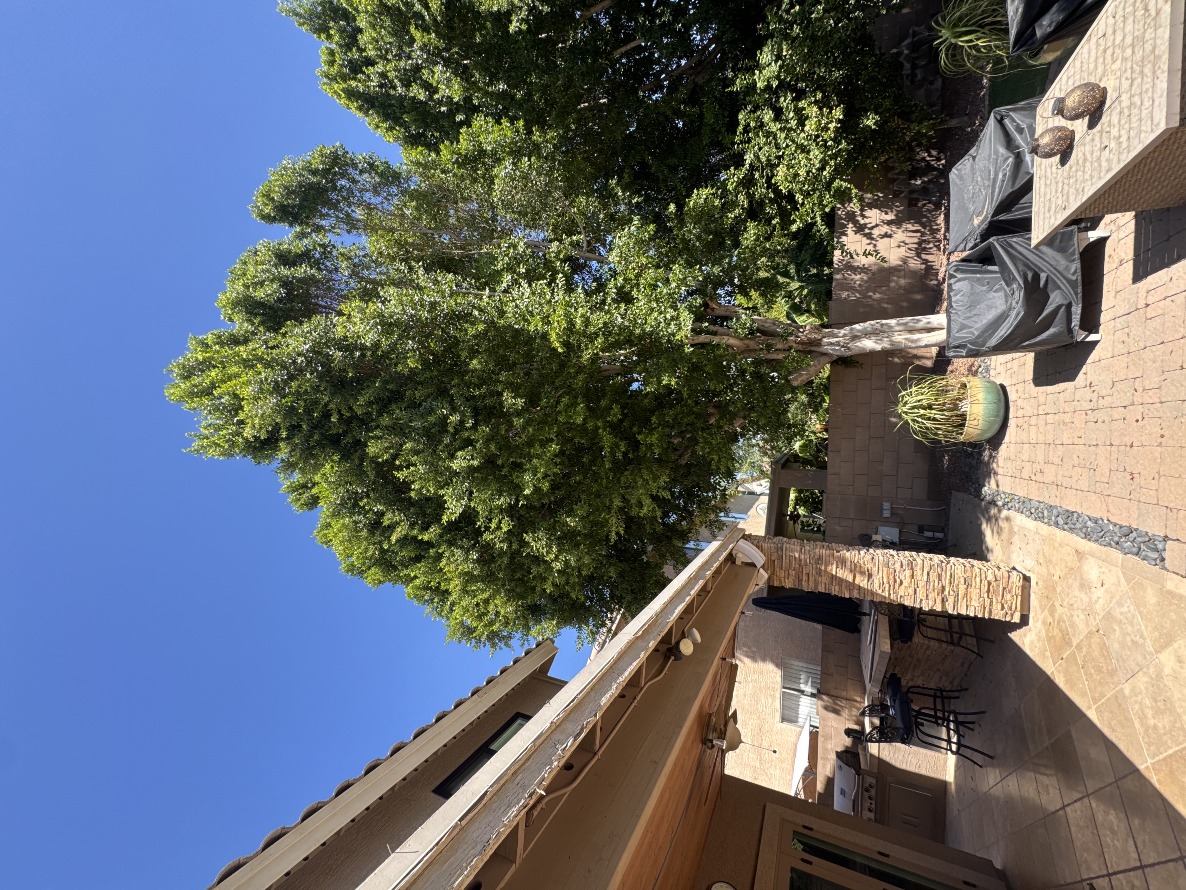 Mature Tree Removal