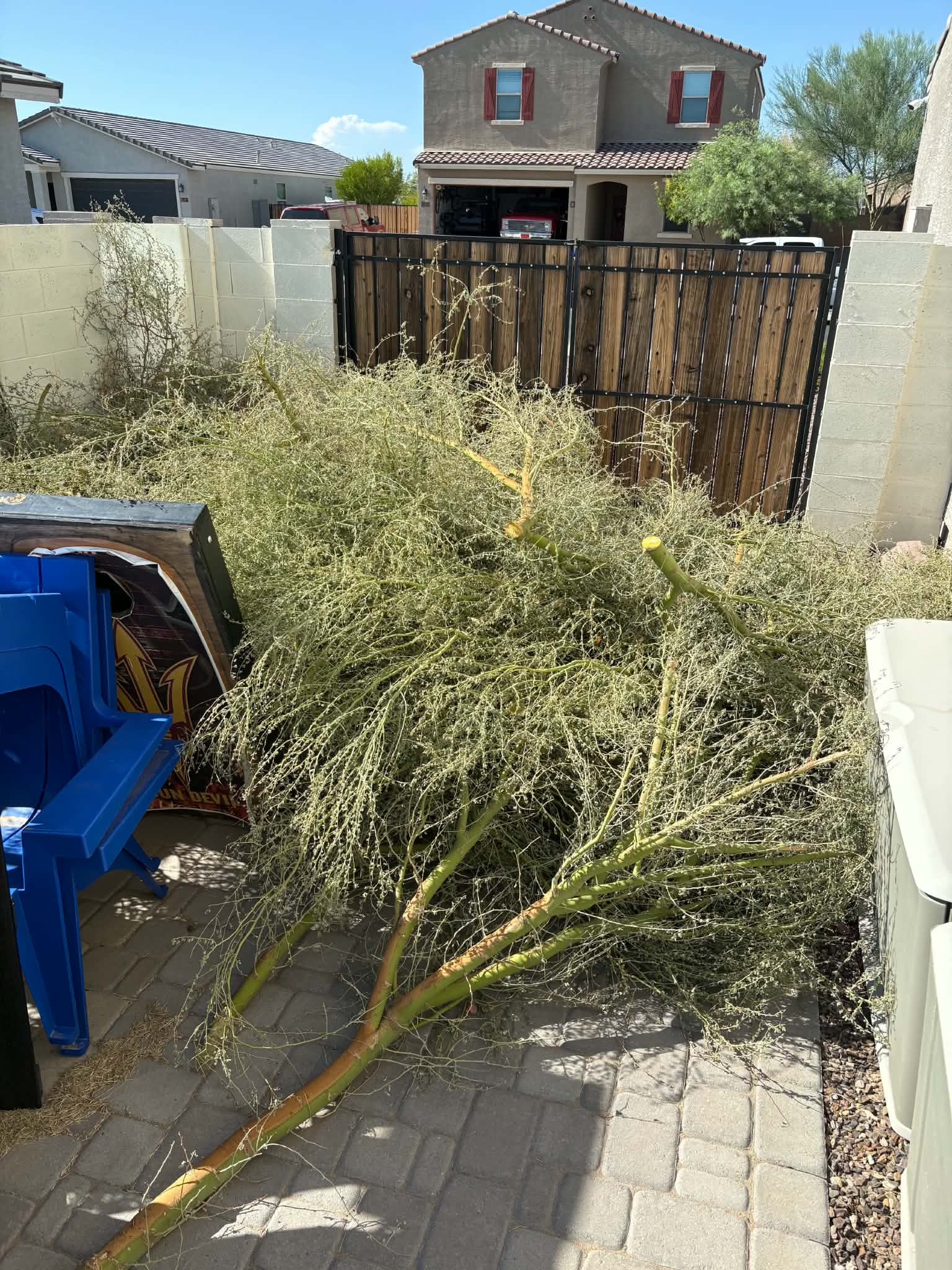 Palo Verde Pruning — Ready for Haul-Off